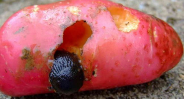 Zachraňte sklizeň před slimáky - existují účinné způsoby